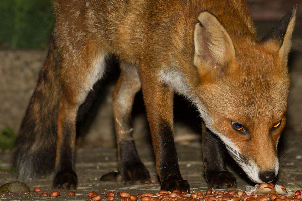 0108142907142762.jpg - Fox with nicked ear  eating in suburban garden