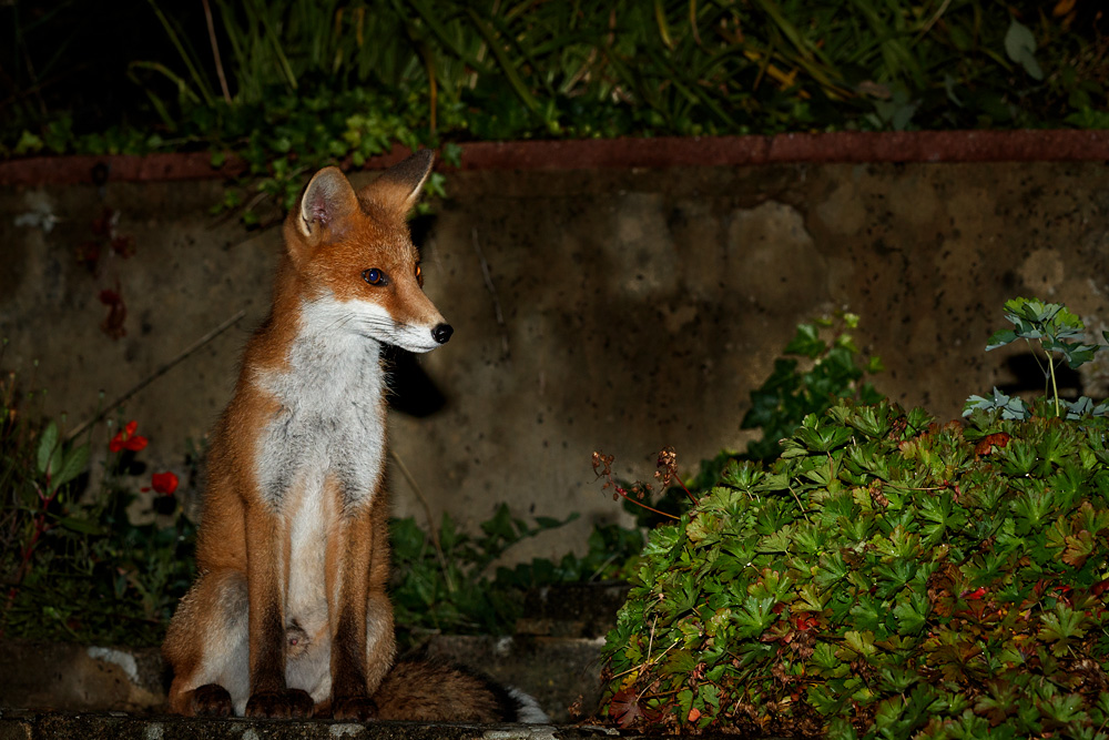 0108213107216033.jpg - Portrait of a fox cub