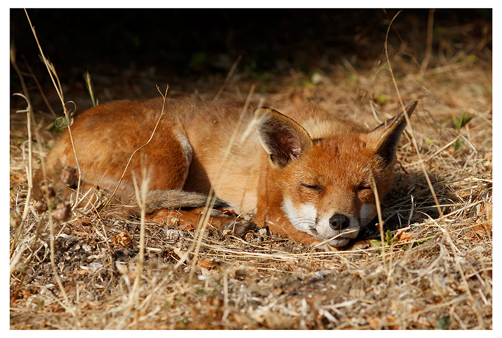 0108261607269063.jpg - Lopa the vixen