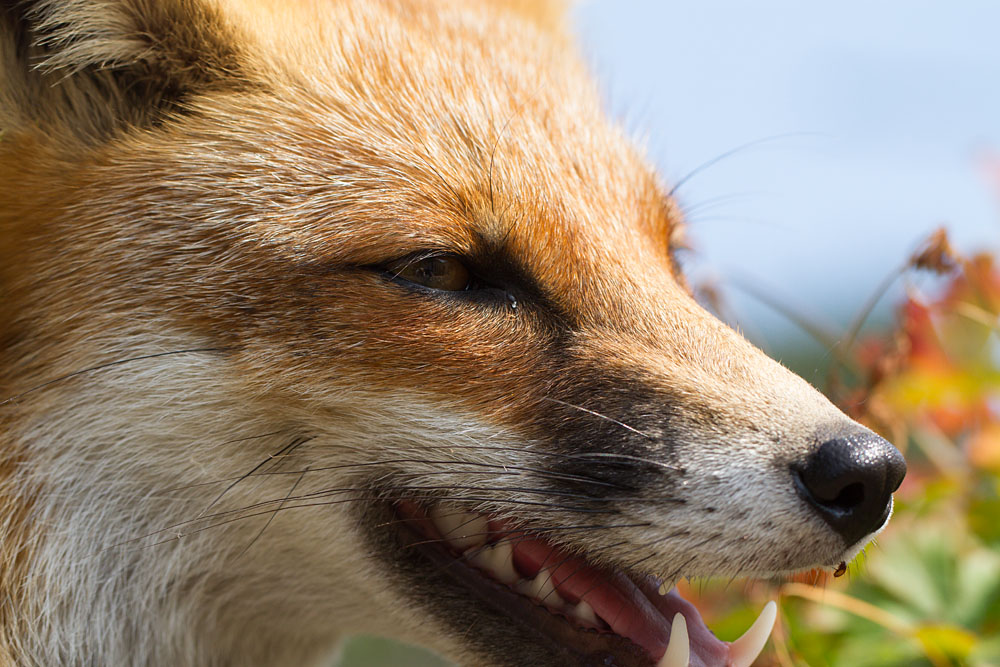 0109132708132850.jpg - Close-up of fox showing mouth, nose and teeth