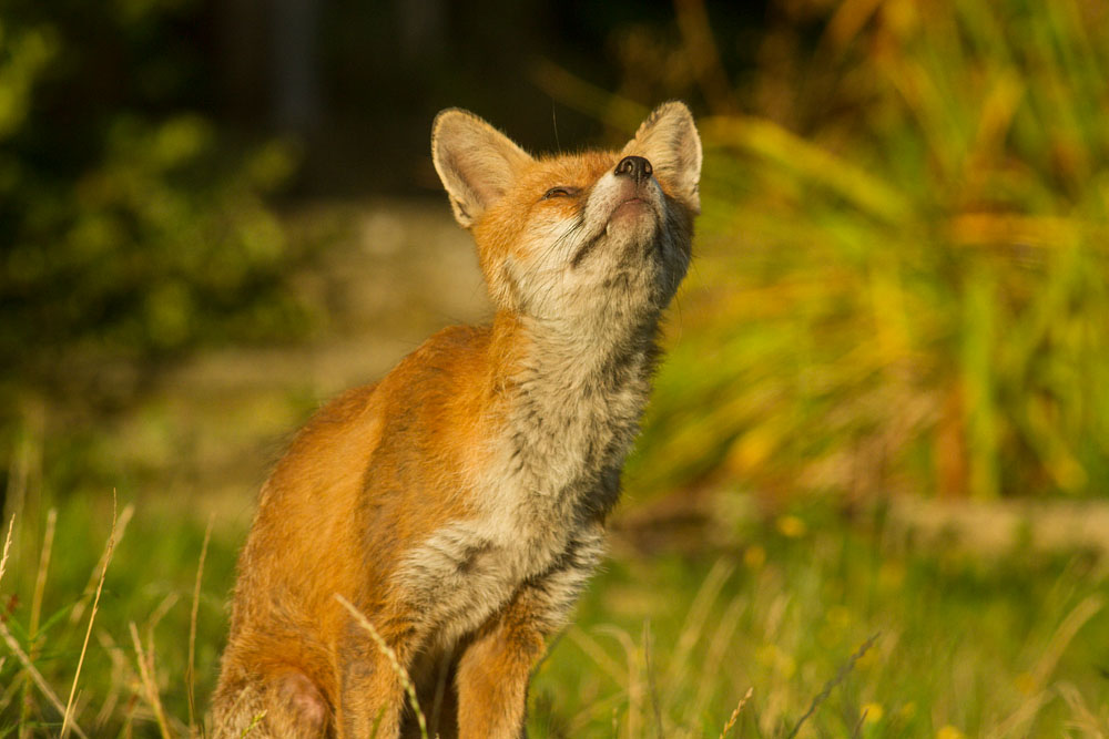 0109142608148060.jpg - Male fox with some signs of poor coat (mange?) in garden on sunny evening.