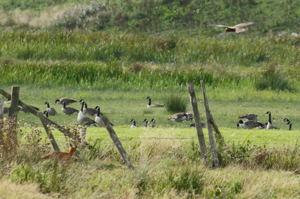 0109173108175189.jpg - Marsh Harrier and Fox at Pulborough Brooks