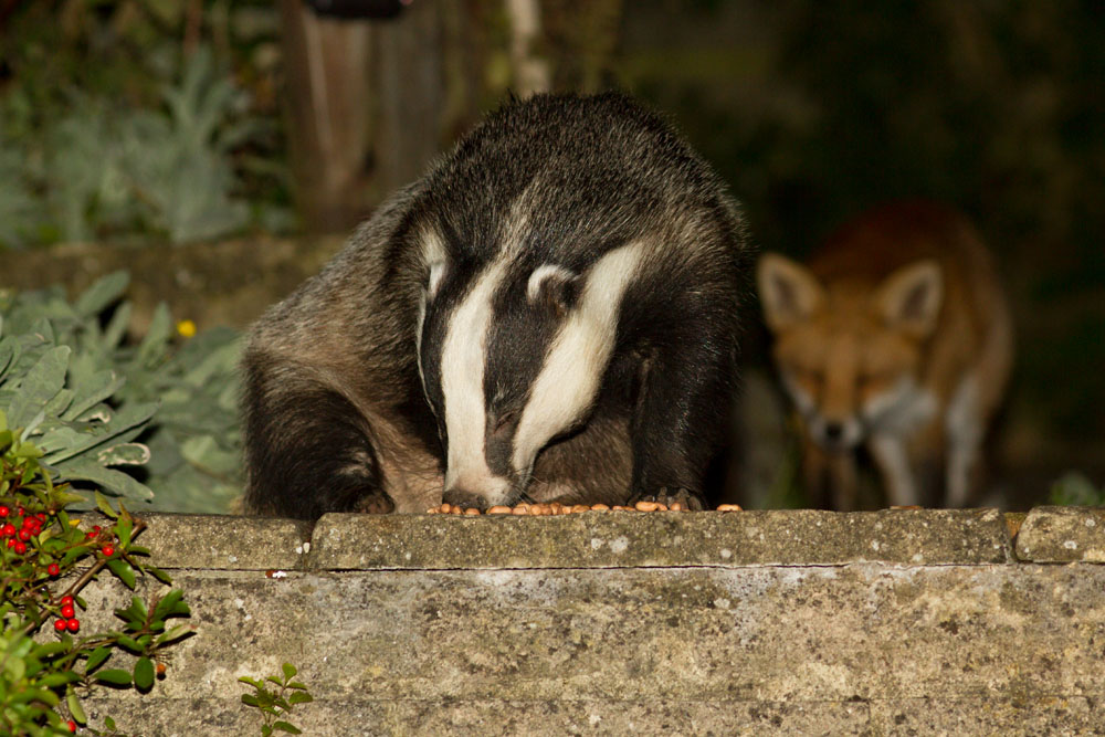 0110122709126108.jpg - Badger and fox in a suburban garden in East Sussex.