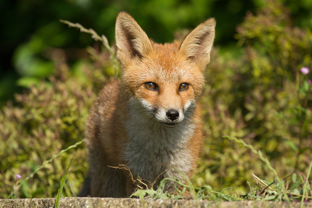 0110130707139136.jpg - Fox cub walking through undergrowth in a suburban garden