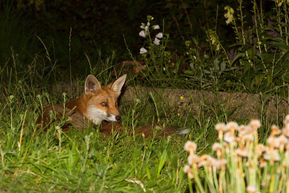 0110140907128750.jpg - Young fox resting in garden