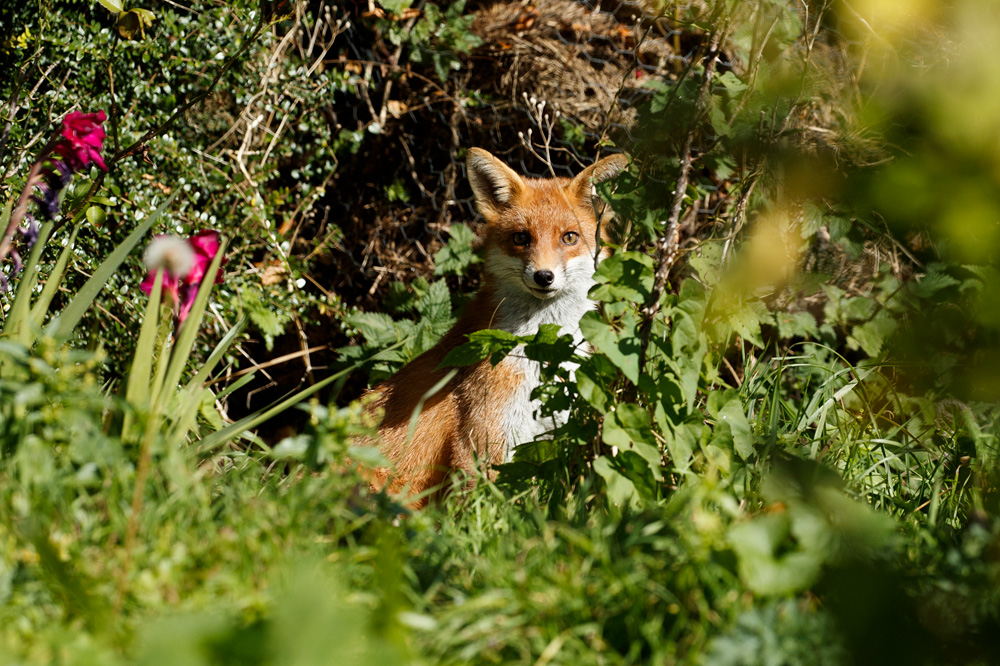 0110180110183320.jpg - Unknown young fox