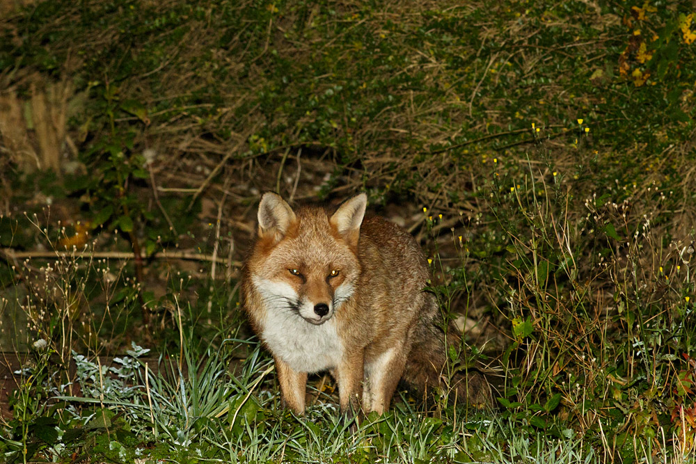 0111163110166845.jpg - Fox lurking in the corner of the garden