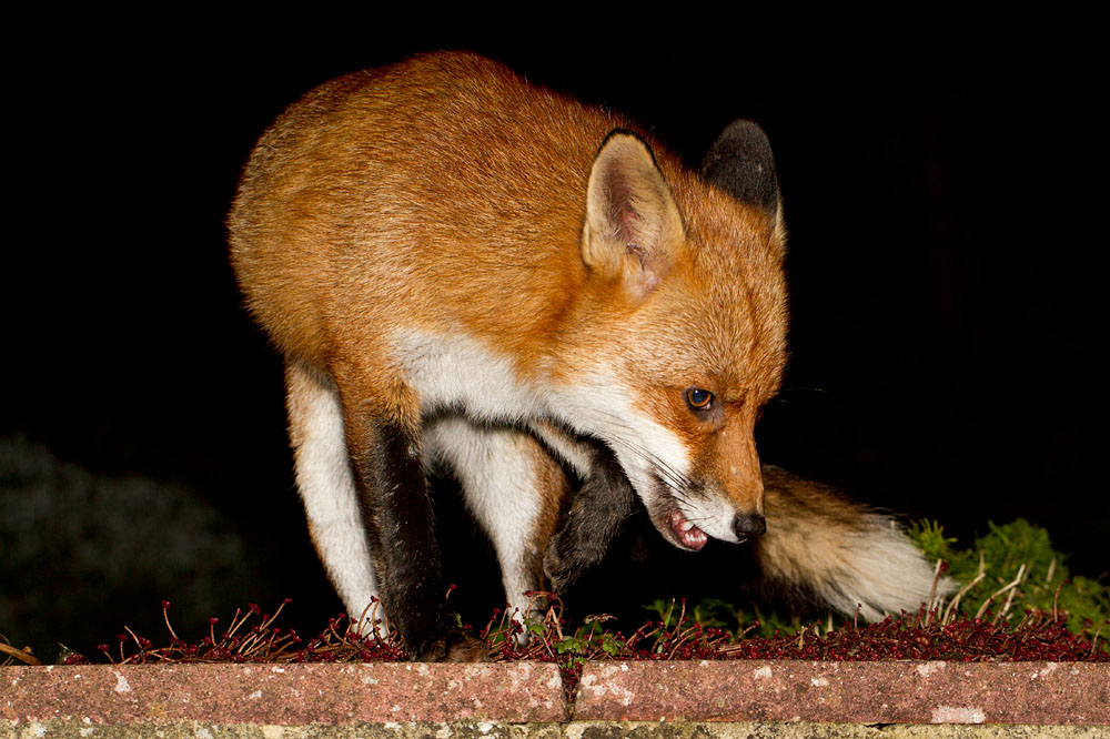 0112122911126361.jpg - Fox (Vulpes vulpes) standing on a low wall.