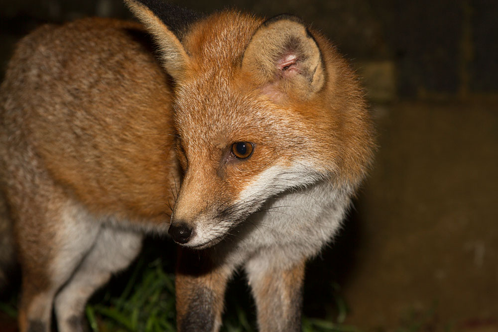 0112132811130189.jpg - Young fox in the garden by the wall