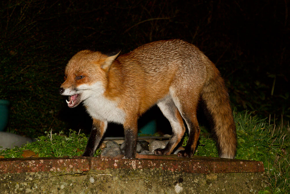 0201132912121239.jpg - Fox (Vulpes vulpes) in a garden in East Sussex.