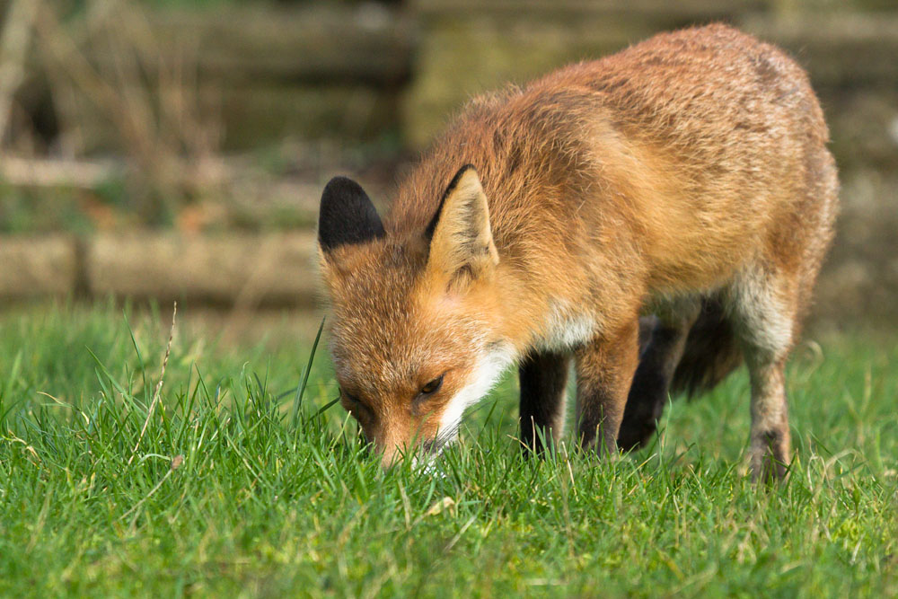 0202150202149315.jpg - Fox foraging in a garden