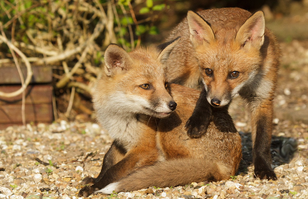 0203172705139986.jpg - Two fox cubs in a tangle