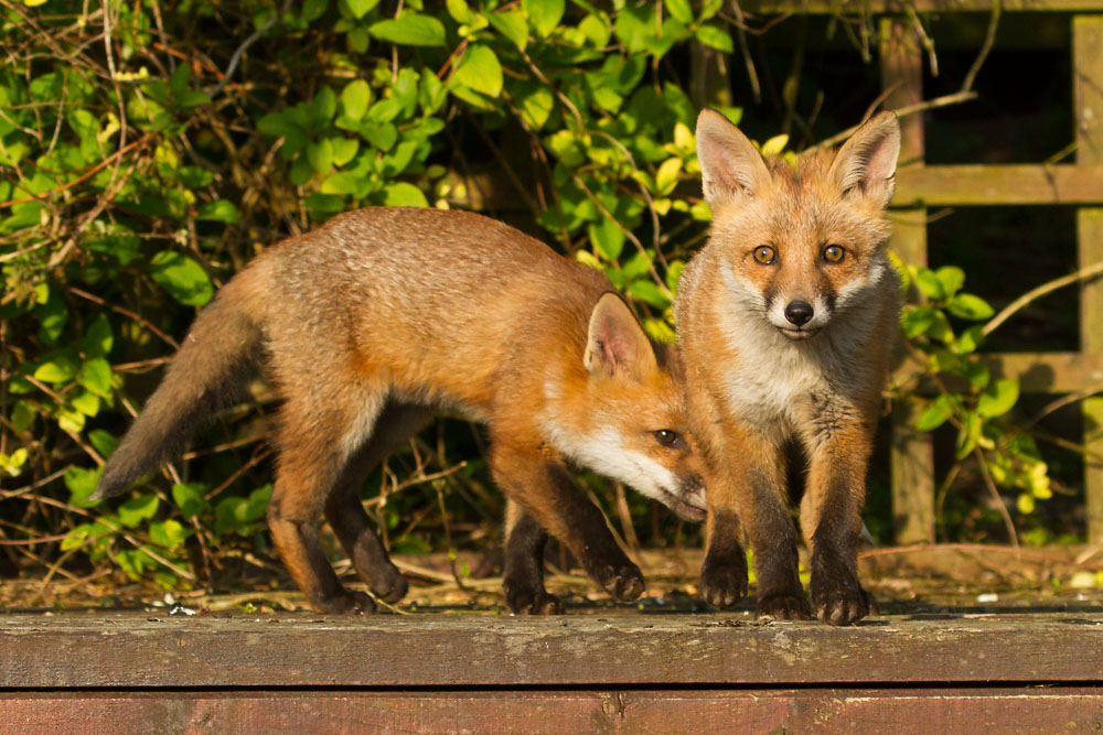 0204142705139999_35.jpg - Two fox cubs on the pergola