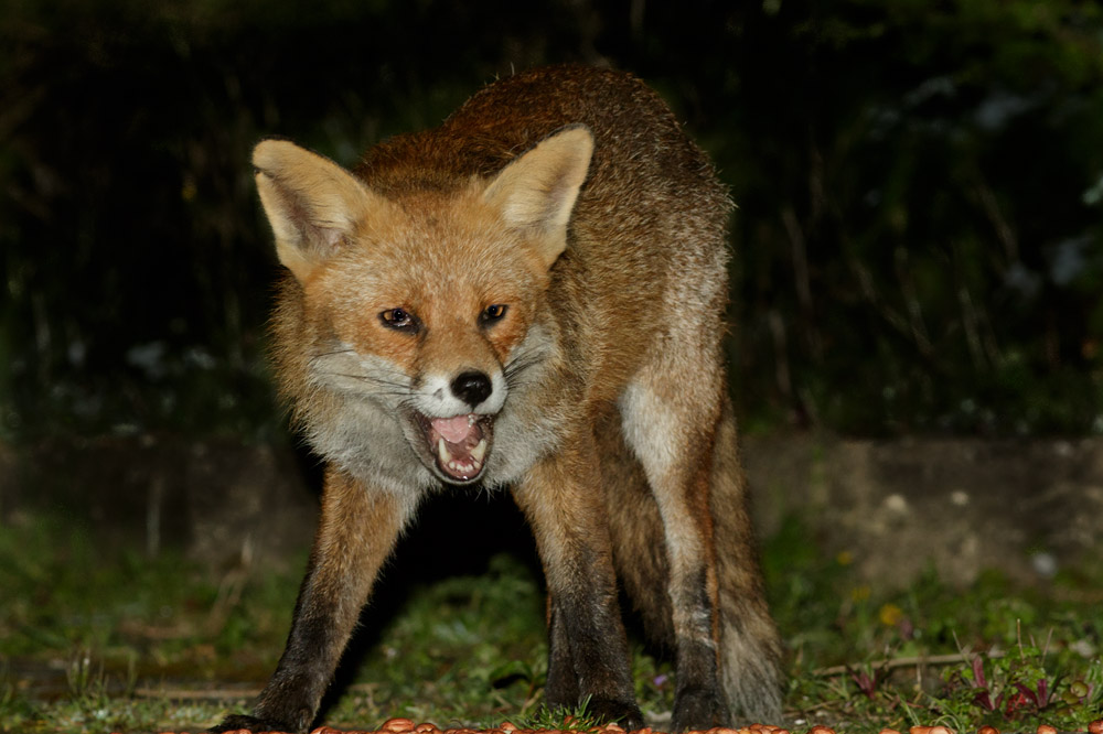 0204170204175997.jpg - Fox with nicked ear at night