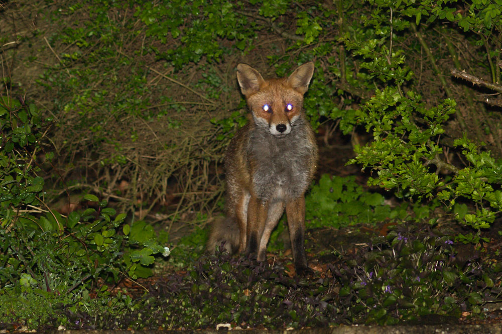 0205140105145367.jpg - Fox lurking at the rear of the garden