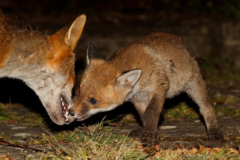 0205190205194360.jpg - Fox cub and vixen (Wolfy)