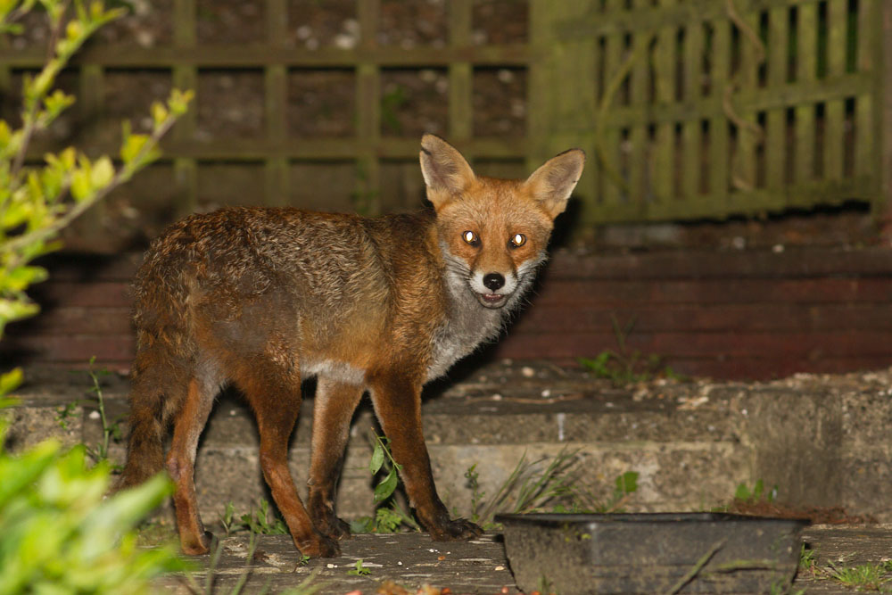 0206140106141558.jpg - Fox with nicked ear in garden