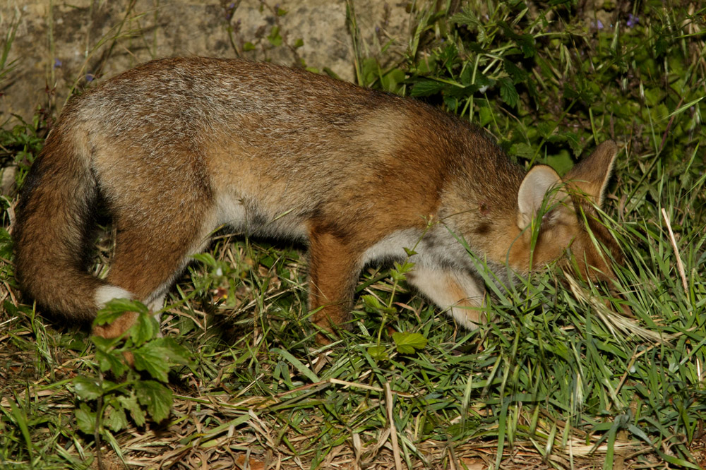 0206170106175797.jpg - Fox cub caching (hiding) food in teh undergrowth