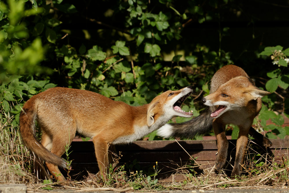 0207170207175034.jpg - Two fox cubs greeting