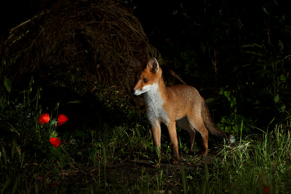 0207213006213977.jpg - Portrait of a fox cub