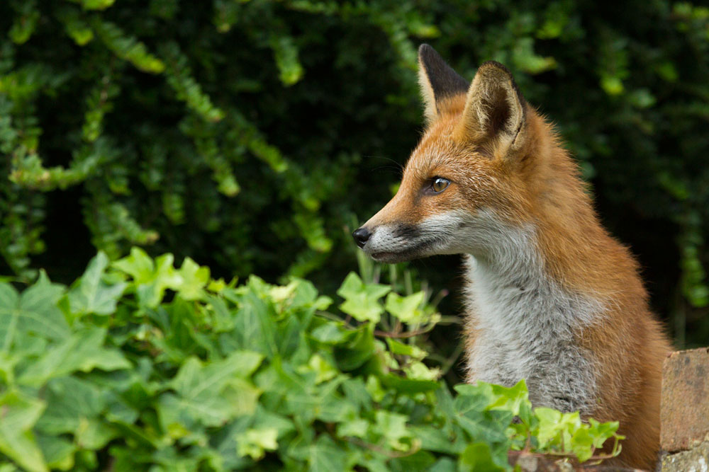 0208130108135192.jpg - Fox cub in garden