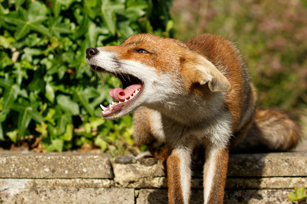 0208173107174878.jpg - Little dog fox keening