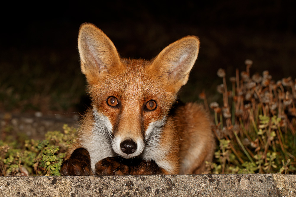 0208180208183866.jpg - Portrait of a young fox (Long Nose)
