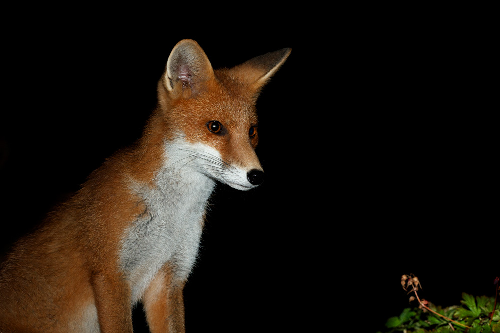 0208213107216042.jpg - Portrait of a fox cub