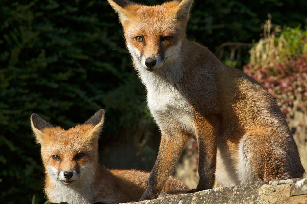 0210131108138362.jpg - Two young foxes