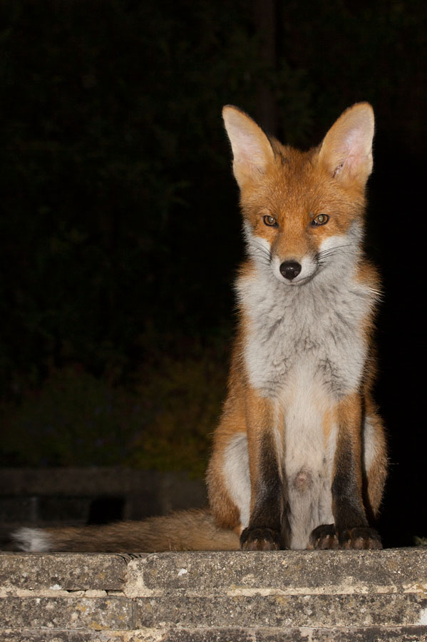 0210141306105069.jpg - Fox cub sitting in garden