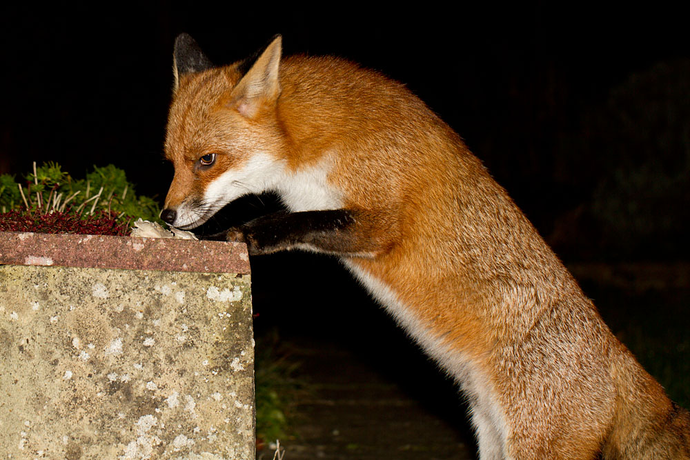 0212122911126367.jpg - Fox (Vulpes vulpes) taking food by a low wall.