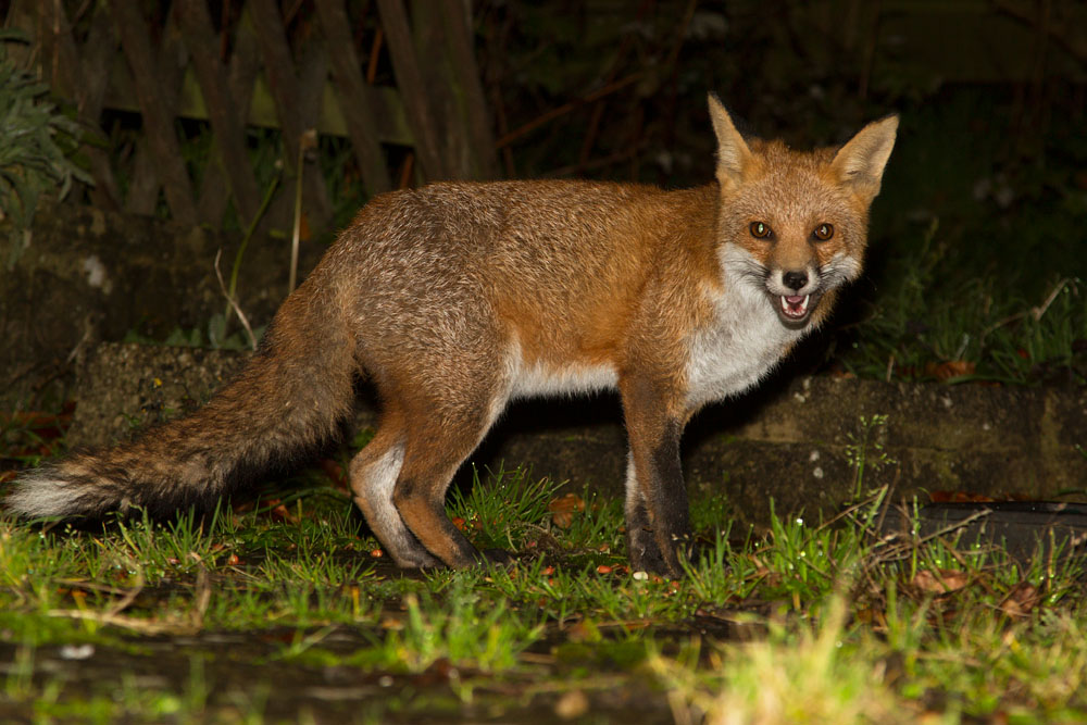 0212142811130382.jpg - Fox at night