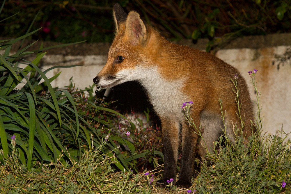 0212151407131105.jpg - Fox cub in a flower bed