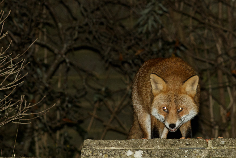 0212163011168504.jpg - Fox in the garden