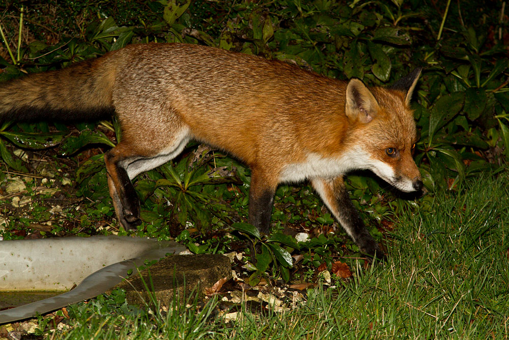 0301132912121201.jpg - Fox (Vulpes vulpes) in a garden in East Sussex.