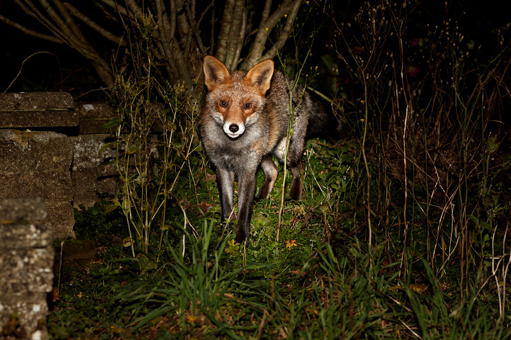 0301190301195820.jpg - Wolfy in the garden at night