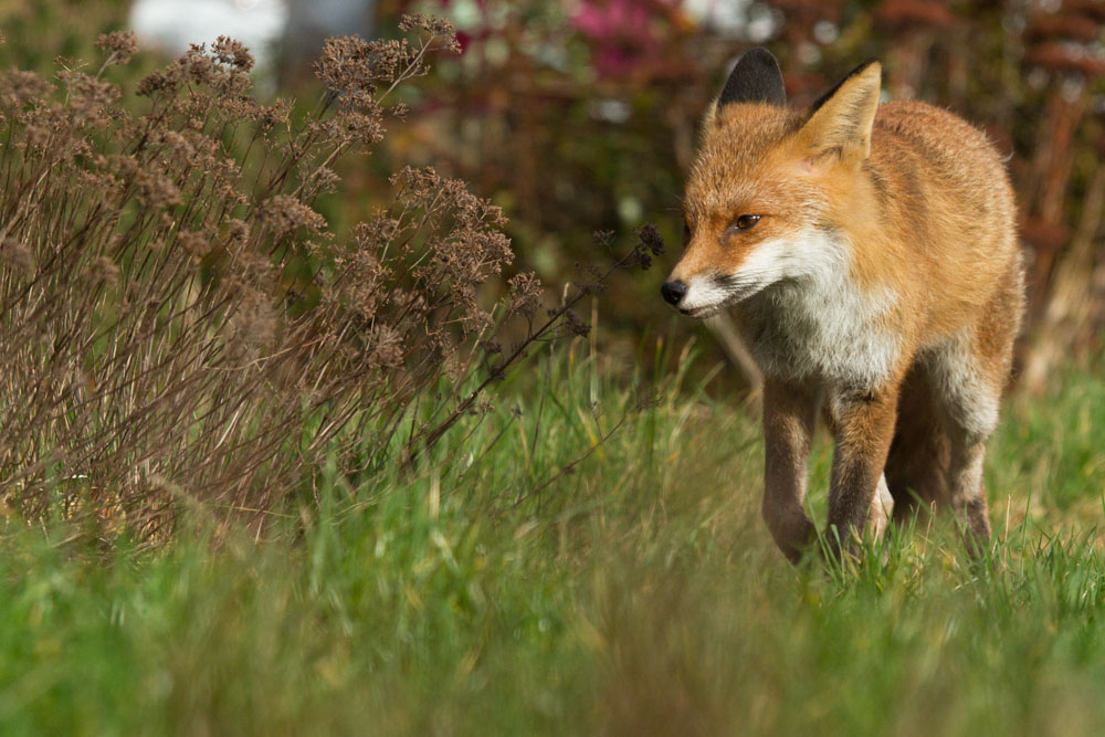 0302140202149186.jpg - Fox walking in suburban garden in daylight