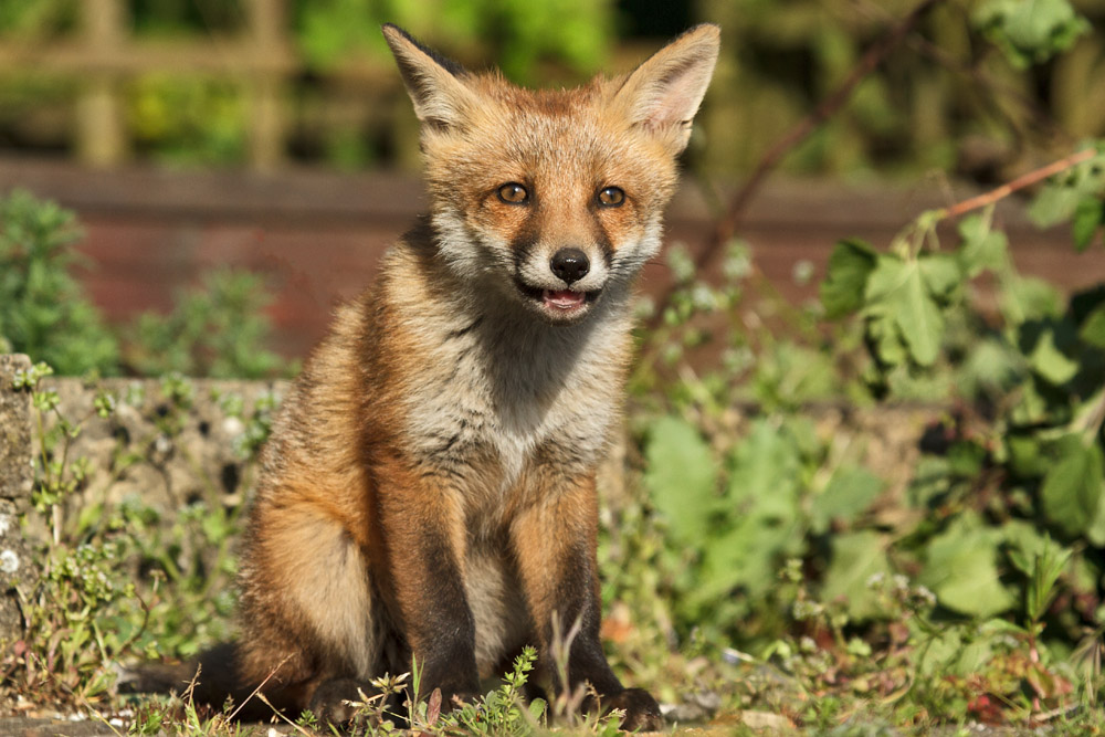 0302172605139034.jpg - Fox cub sitting in the garden
