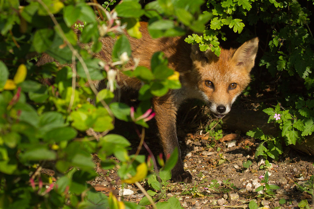 0303151107130417.jpg - Fox cub in the undergrowth
