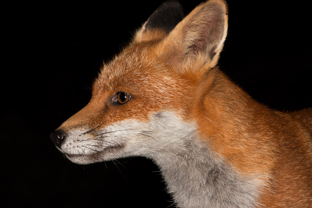 0303162408091078.jpg - Portrait of a fox