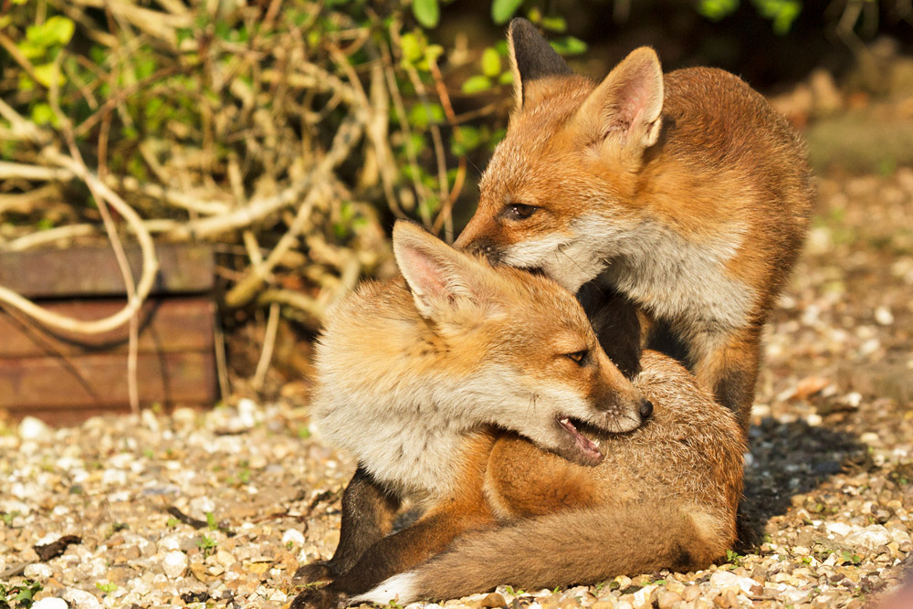 0303172705139993.jpg - Two fox cubs in a tangle