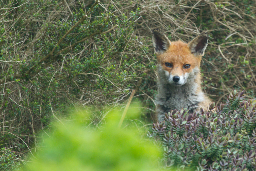 0304140204149533.jpg - Unknown fox in garden, late afternoon