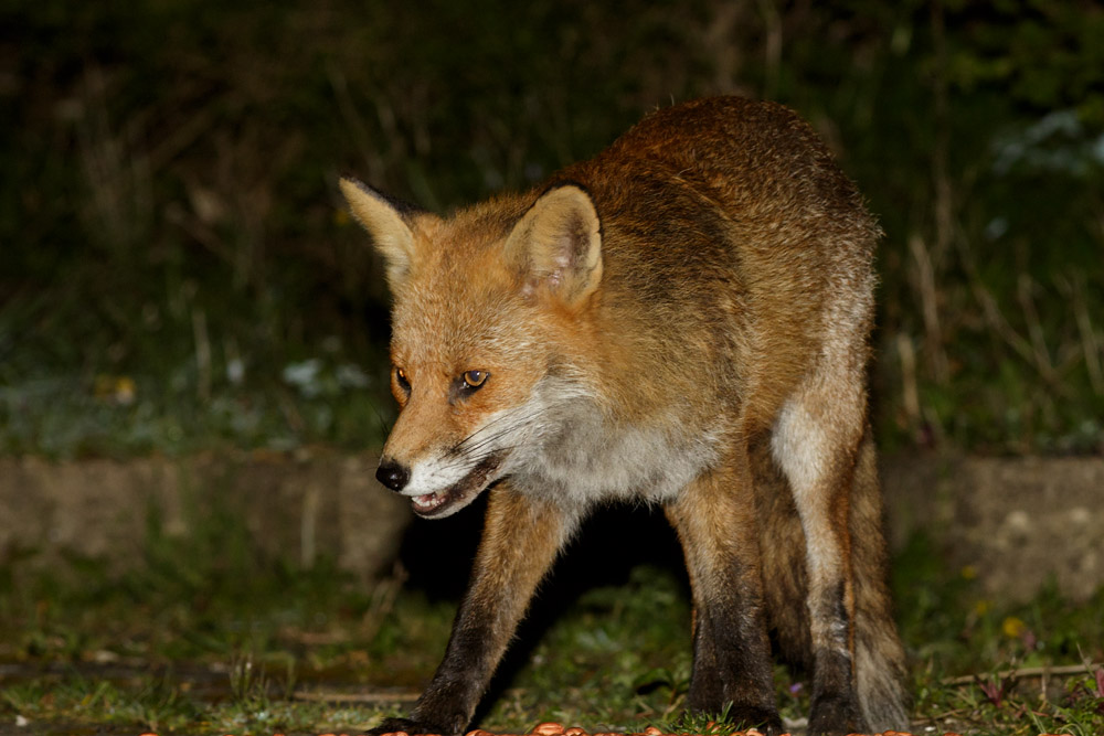0304170204175998.jpg - Fox with nicked ear at night