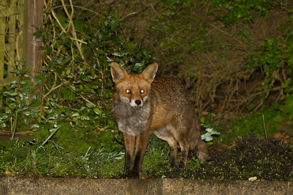 0305140205145671.jpg - Fox lurking at the rear of the garden