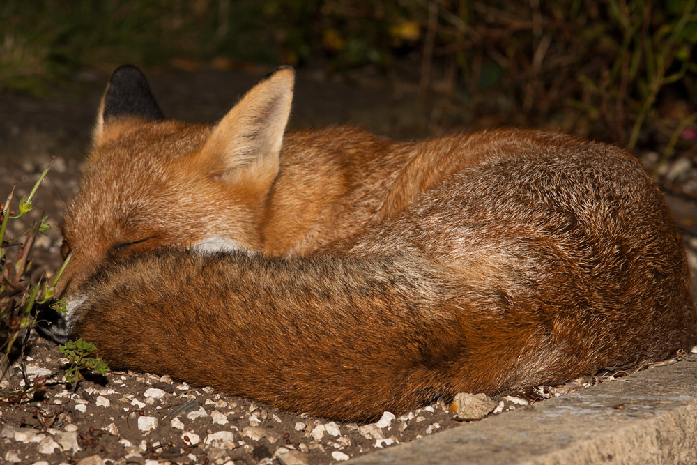0305160310094637.jpg - Sleeping Fox