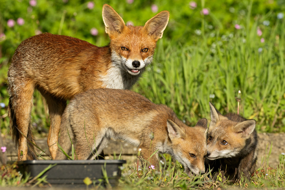 0305180305184630.jpg - The fox cubs enjoy the afternoon sunshine, minded by Pretty Vixen (a 'helper' vixen) who is just over a ear old and is probably a half-sister to this brood.