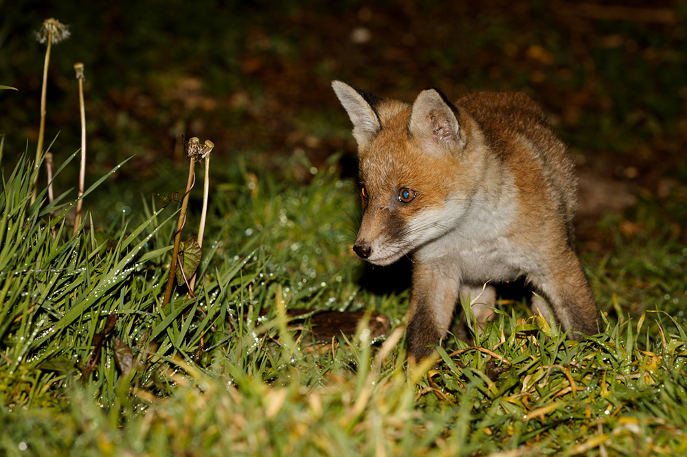 0305190405194420.jpg - Fox cub in the garden