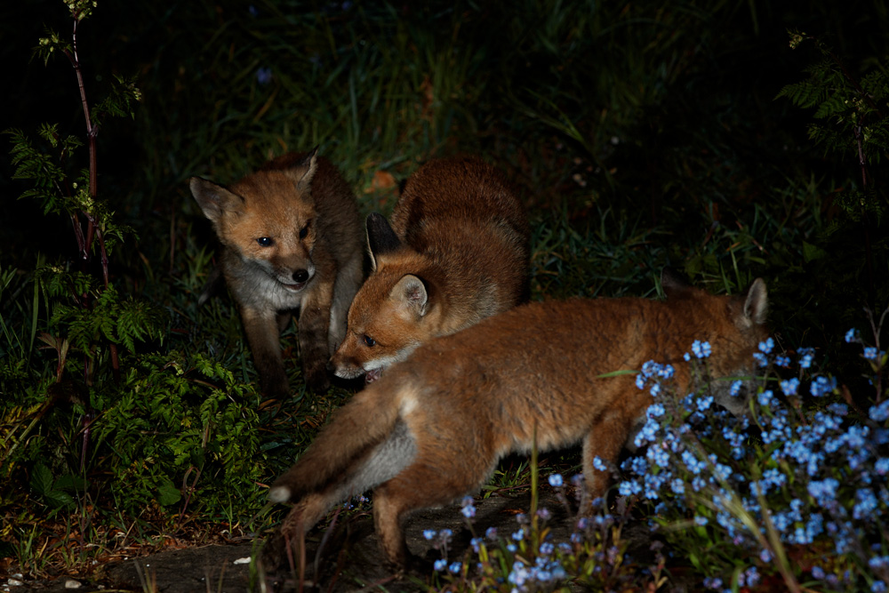 0305210305218781.jpg - Fox cubs exploring hte garden
