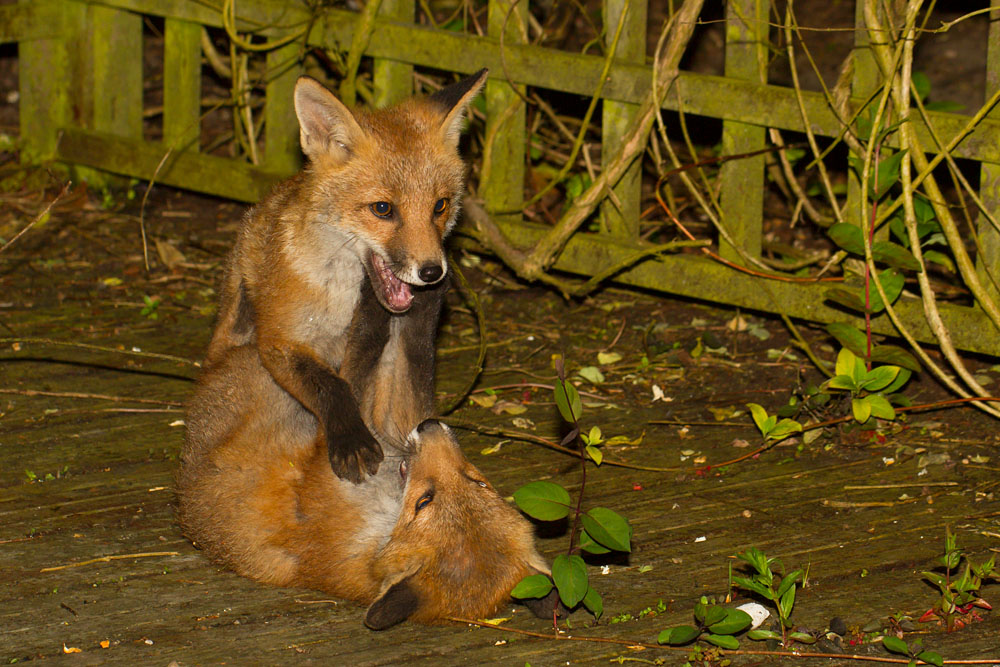 0306130106130906.jpg - Fox cubs play fighting in a suburban garden