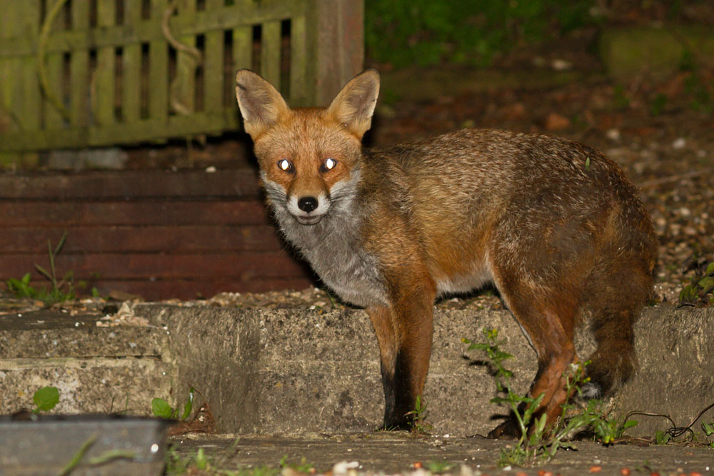 0306143005141325.jpg - Fox with nicked ear in garden